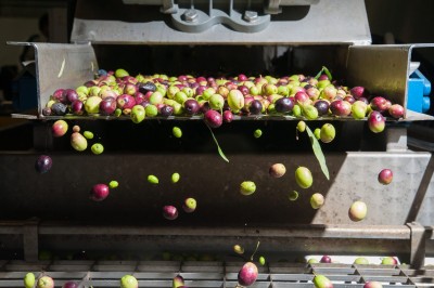 Zeytinyağı Üretimi Aşamaları